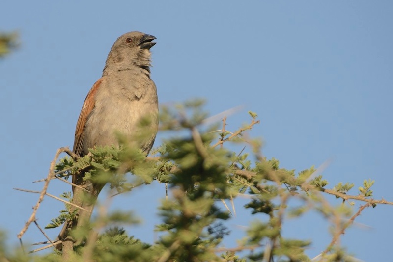 Swahili Sparrow